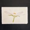 Biglietto in carta di Amalfi pieghevole con cosmea ad acquerello